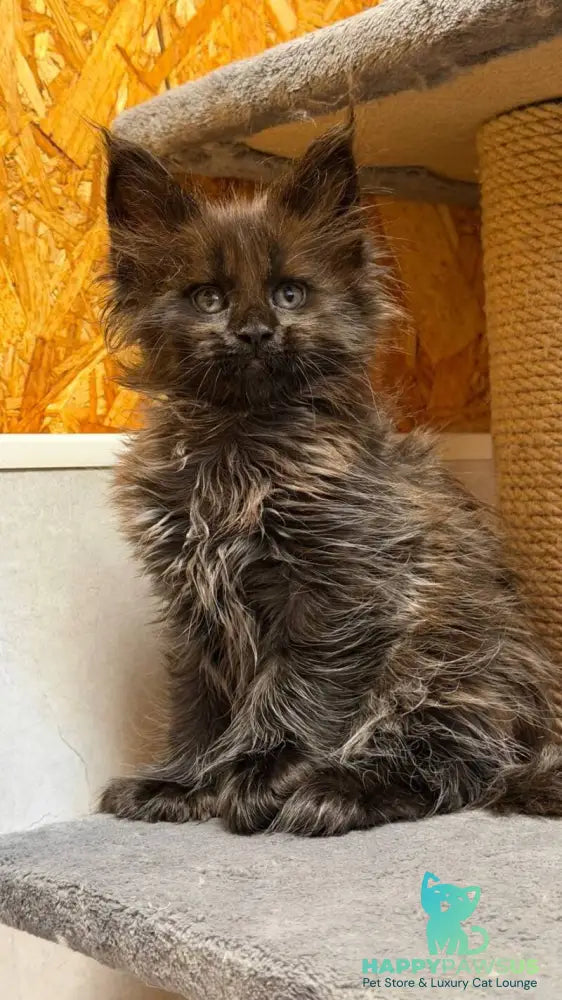 Freya Maine Coon polydactyl female black - live animals