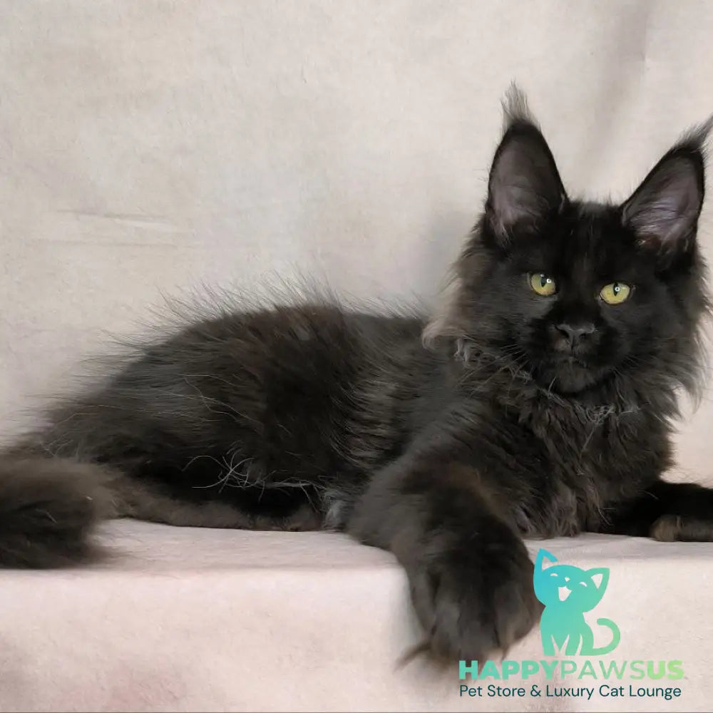 Freya Maine Coon polydactyl female black - live animals