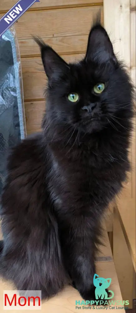 Freya Maine Coon polydactyl female black - live animals