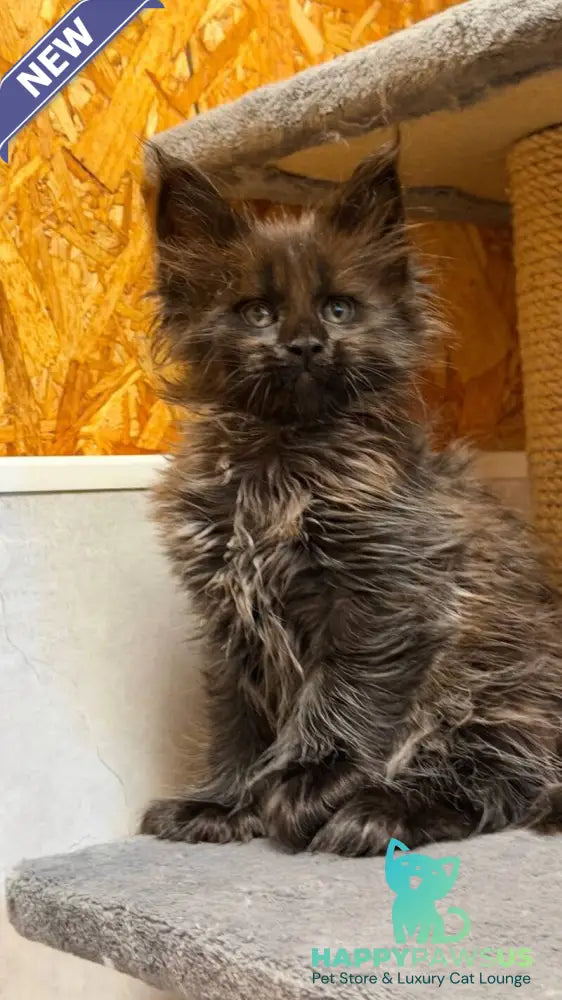 Freya Maine Coon polydactyl female black - live animals