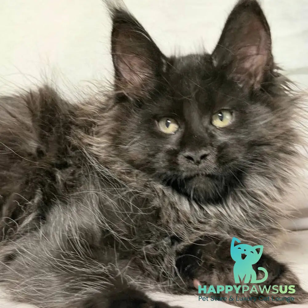Freya Maine Coon polydactyl female black - live animals