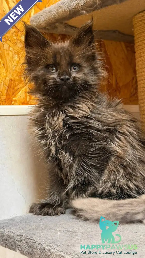 Freya Maine Coon polydactyl female black - live animals