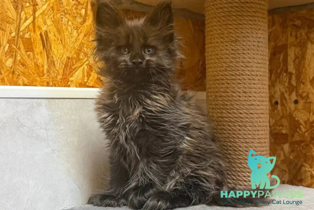 Freya Maine Coon polydactyl female black - live animals