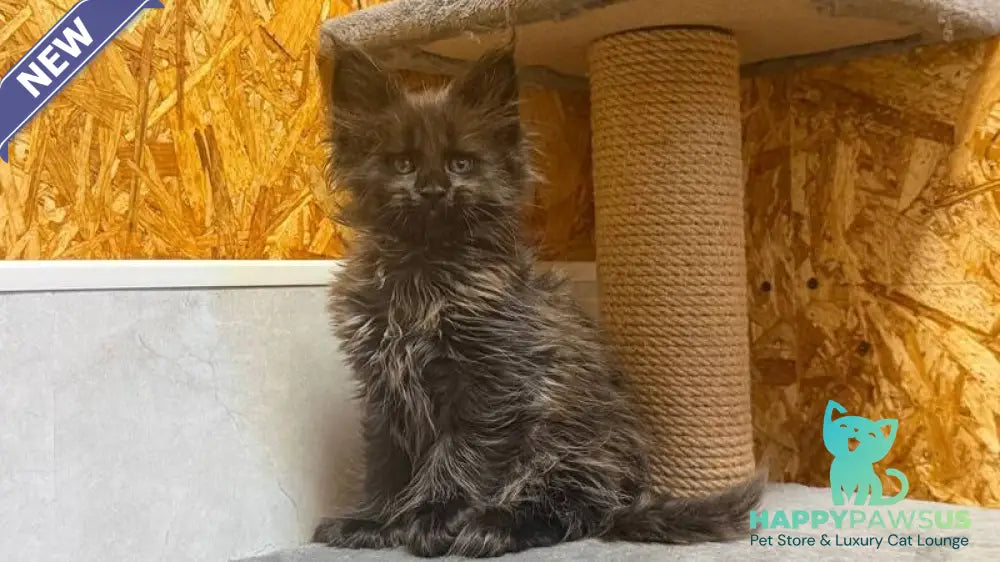 Freya Maine Coon polydactyl female black - live animals