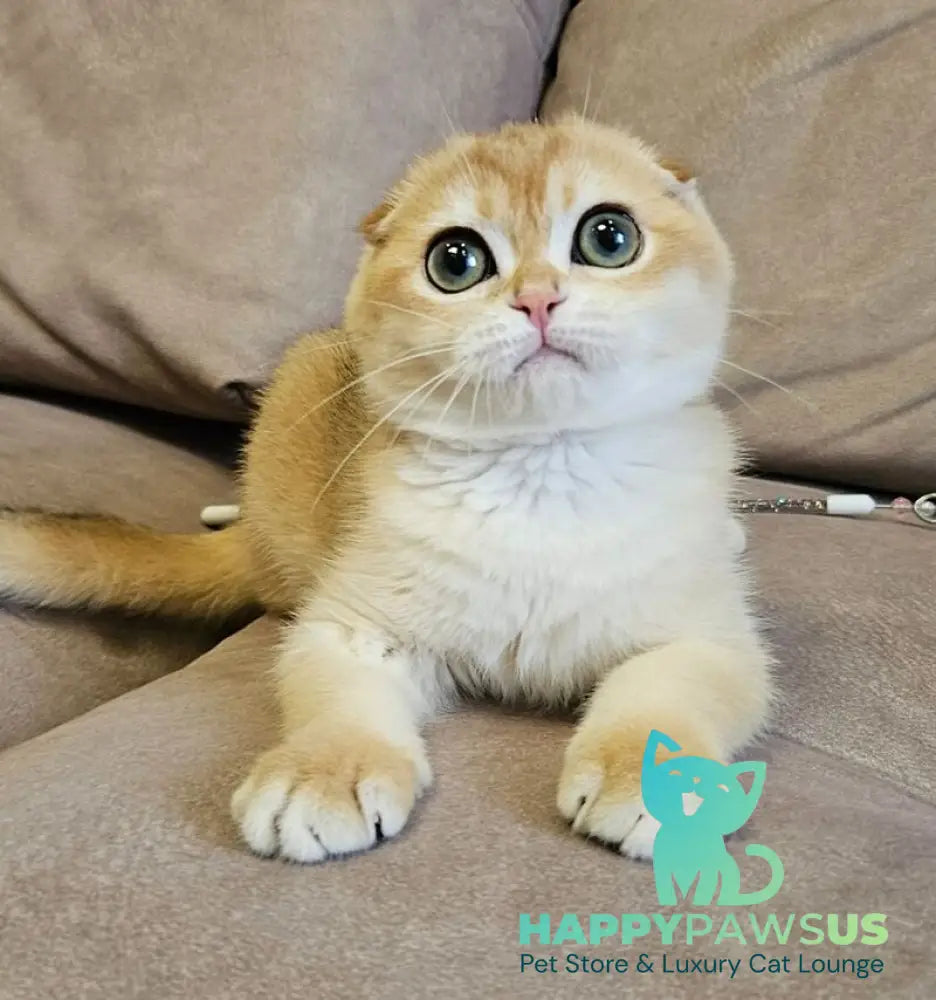 Freya Scottish Fold female black golden shaded - live animals