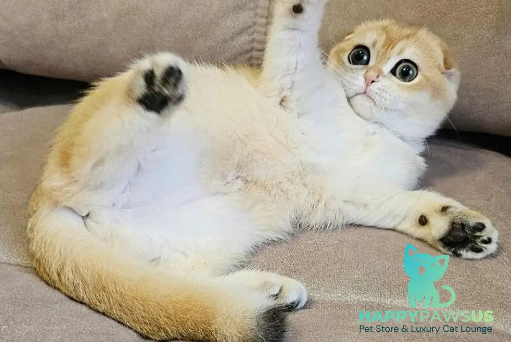 Freya Scottish Fold female black golden shaded - live animals