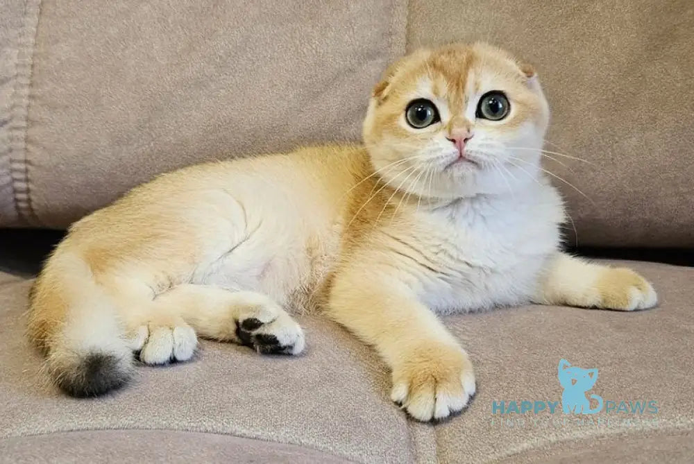 Freya Scottish Fold female black golden shaded - live animals
