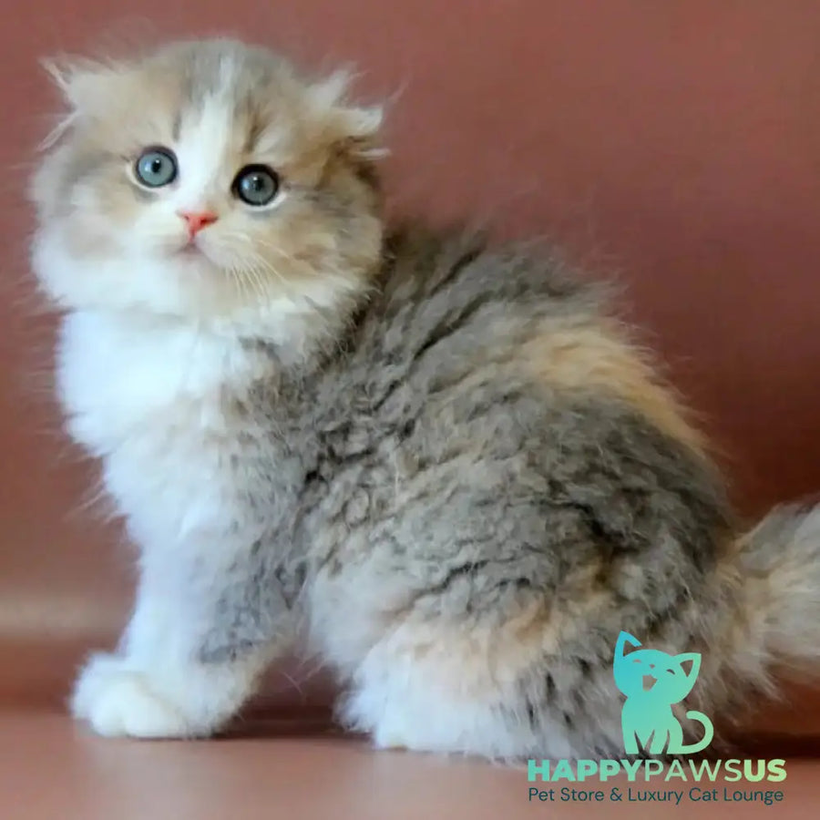 Freya Scottish Fold female blue tortie golden shaded bicolour - live animals