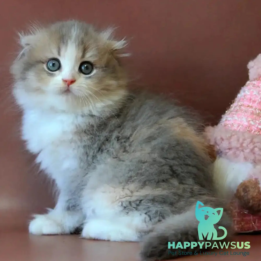Freya Scottish Fold female blue tortie golden shaded bicolour - live animals