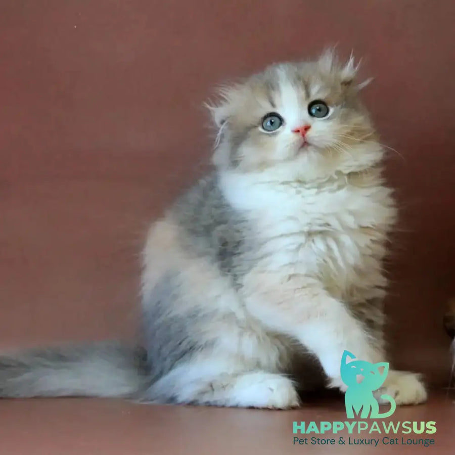 Freya Scottish Fold female blue tortie golden shaded bicolour - live animals