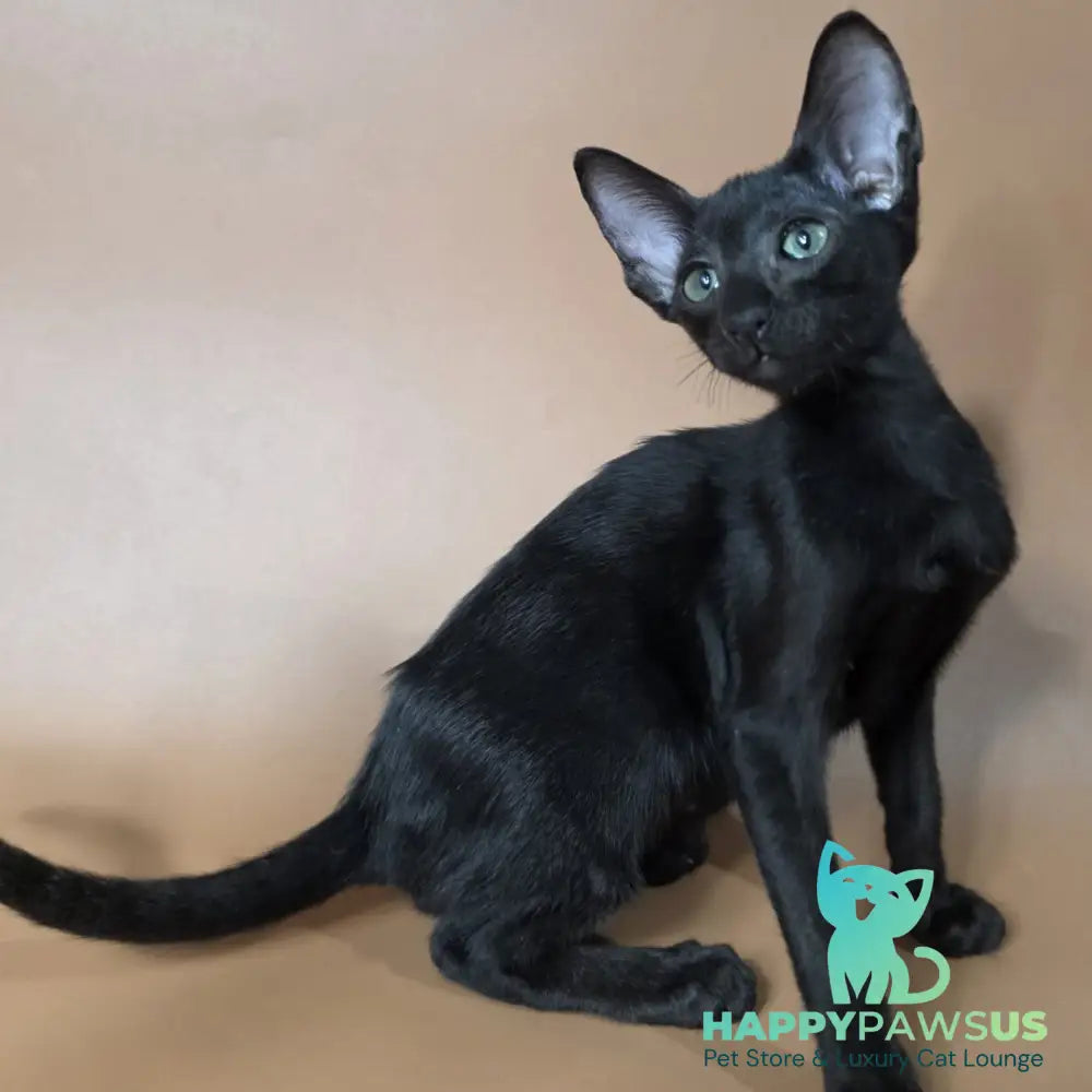 Freyr Oriental Shorthair male black - live animals