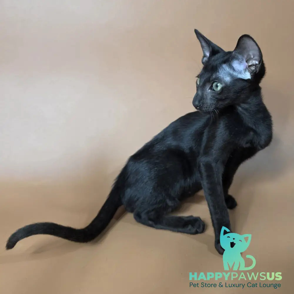Freyr Oriental Shorthair male black - live animals