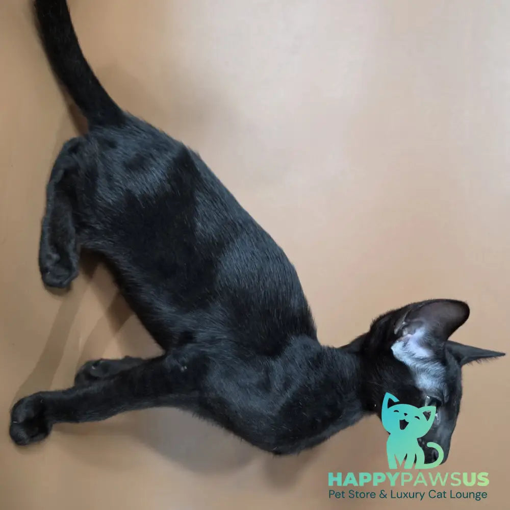 Freyr Oriental Shorthair male black - live animals