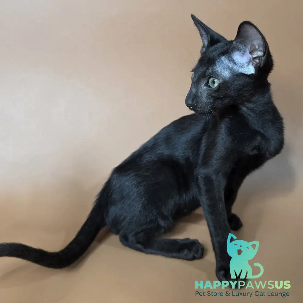 Freyr Oriental Shorthair male black - live animals