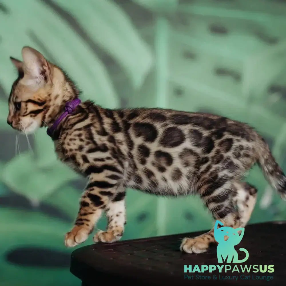 Frida Bengal female black spotted tabby - live animals