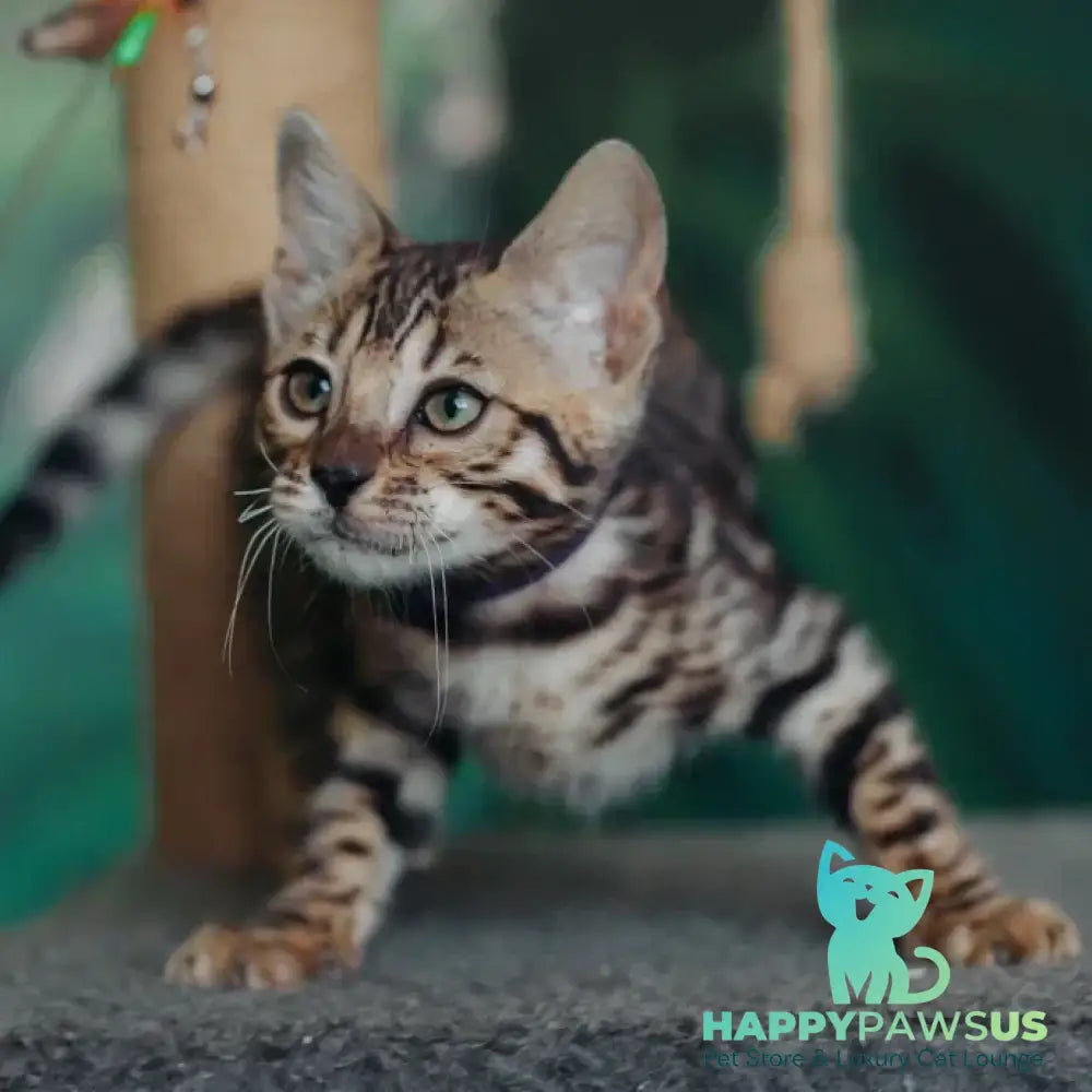 Frida Bengal female black spotted tabby - live animals