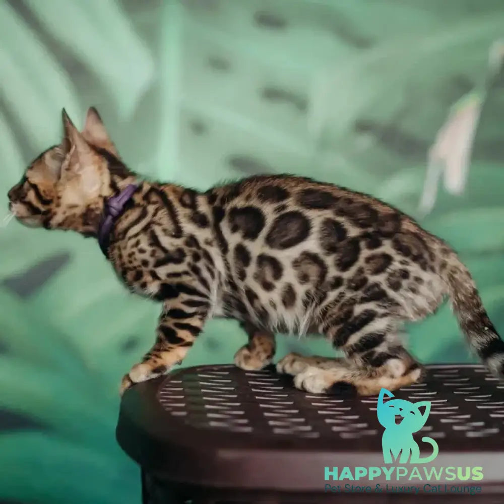 Frida Bengal female black spotted tabby - live animals