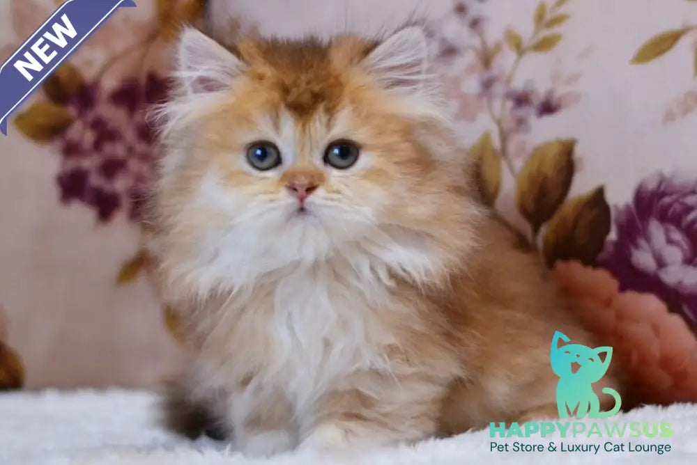 Frida British Longhair female chocolate golden shaded - live animals