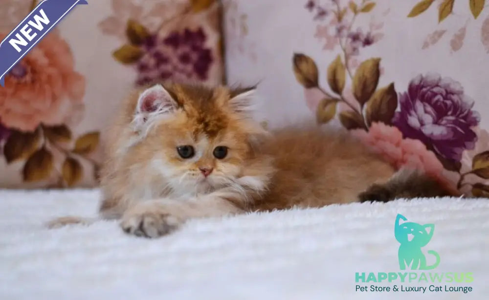 Frida British Longhair female chocolate golden shaded - live animals