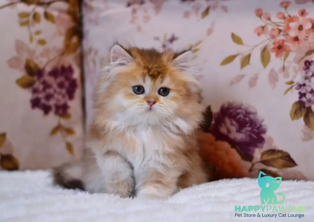Frida British Longhair female chocolate golden shaded - live animals