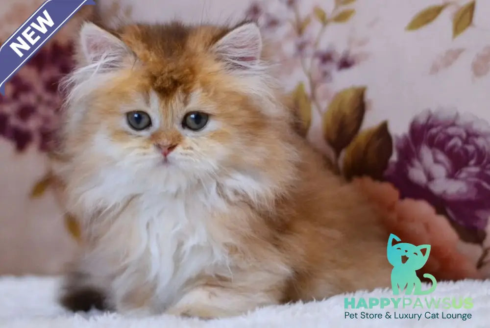 Frida British Longhair female chocolate golden shaded - live animals