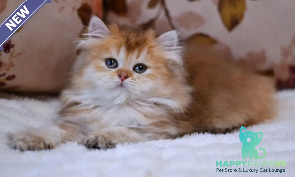 Frida British Longhair female chocolate golden shaded - live animals