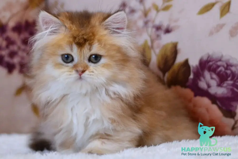 Frida British Longhair female chocolate golden shaded - live animals