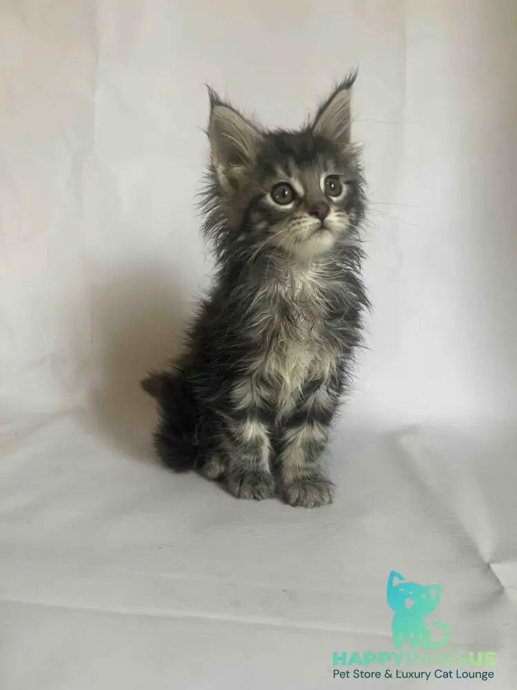 Frida Maine Coon female black tabby - live animals