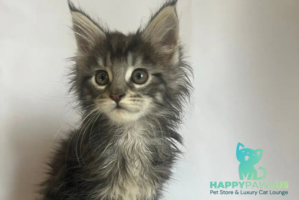 Frida Maine Coon female black tabby - live animals