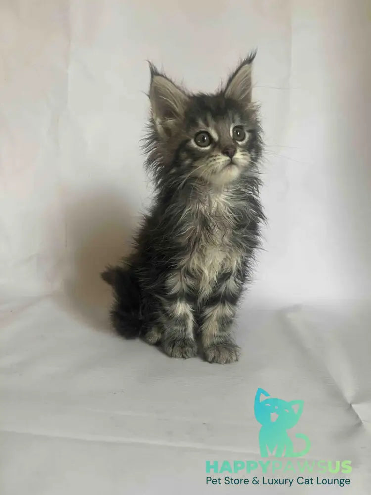 Frida Maine Coon female black tabby - live animals