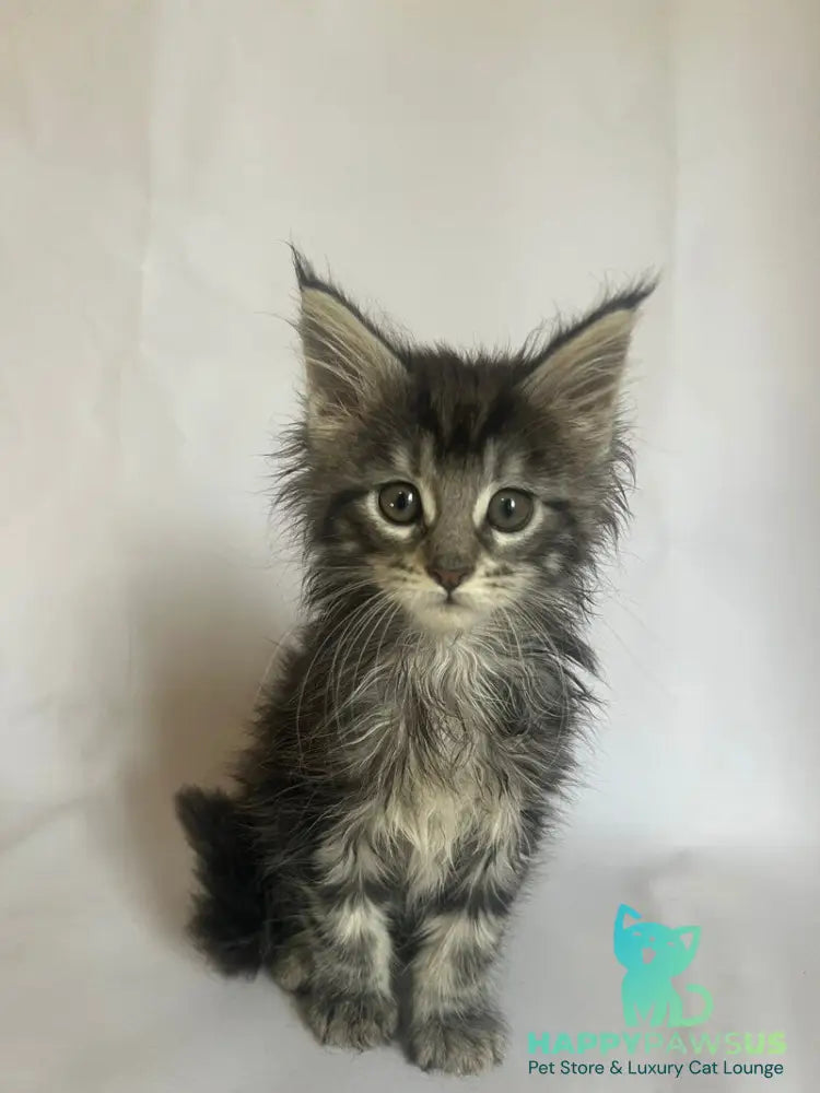 Frida Maine Coon female black tabby - live animals