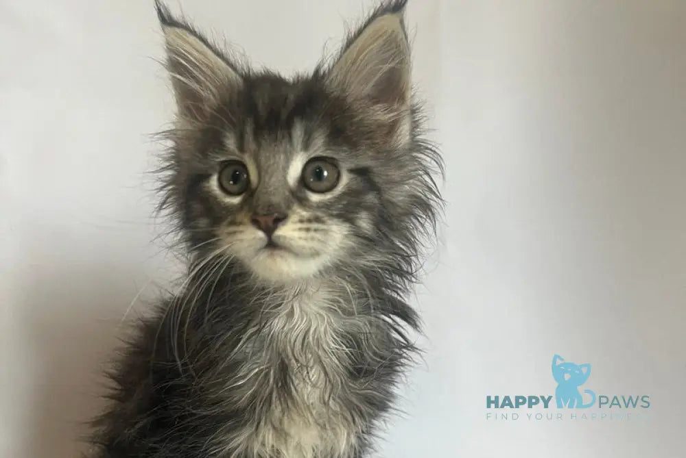 Frida Maine Coon female black tabby - live animals