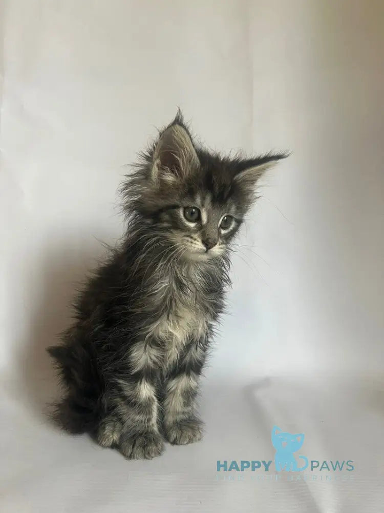 Frida Maine Coon female black tabby - live animals