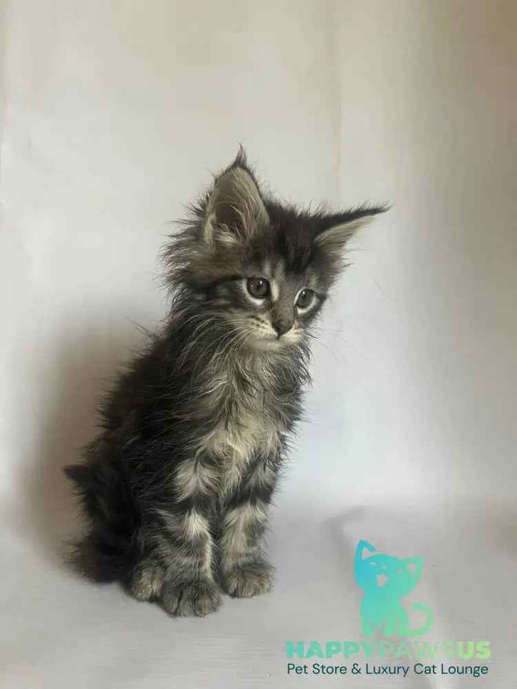 Frida Maine Coon female black tabby - live animals