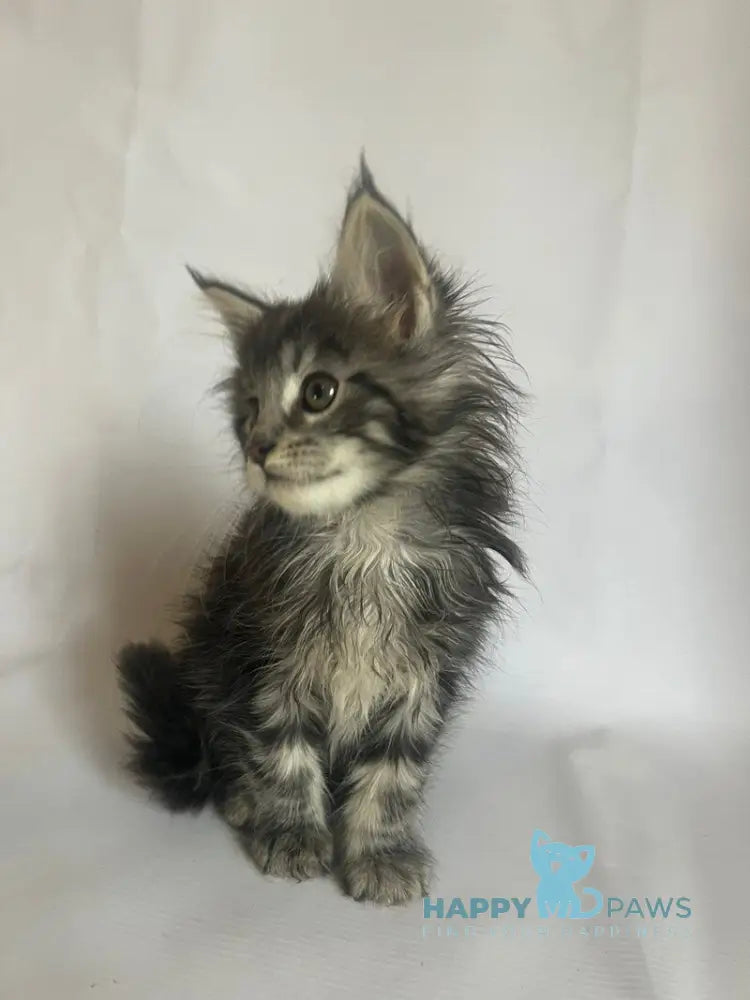 Frida Maine Coon female black tabby - live animals