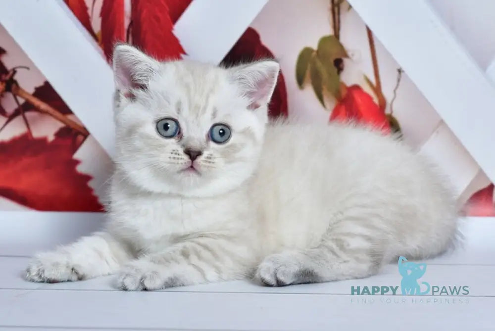 Frida Scottish Straight female blue tabby pointed live animals