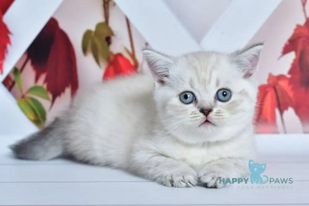 Frida Scottish Straight female blue tabby pointed live animals