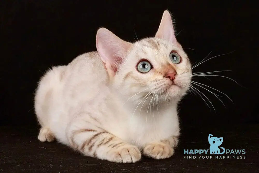 Friday Bengal female black spotted tabby pointed live animals