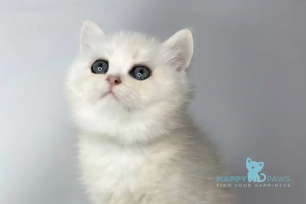 Frim British Shorthair male black silver shaded live animals