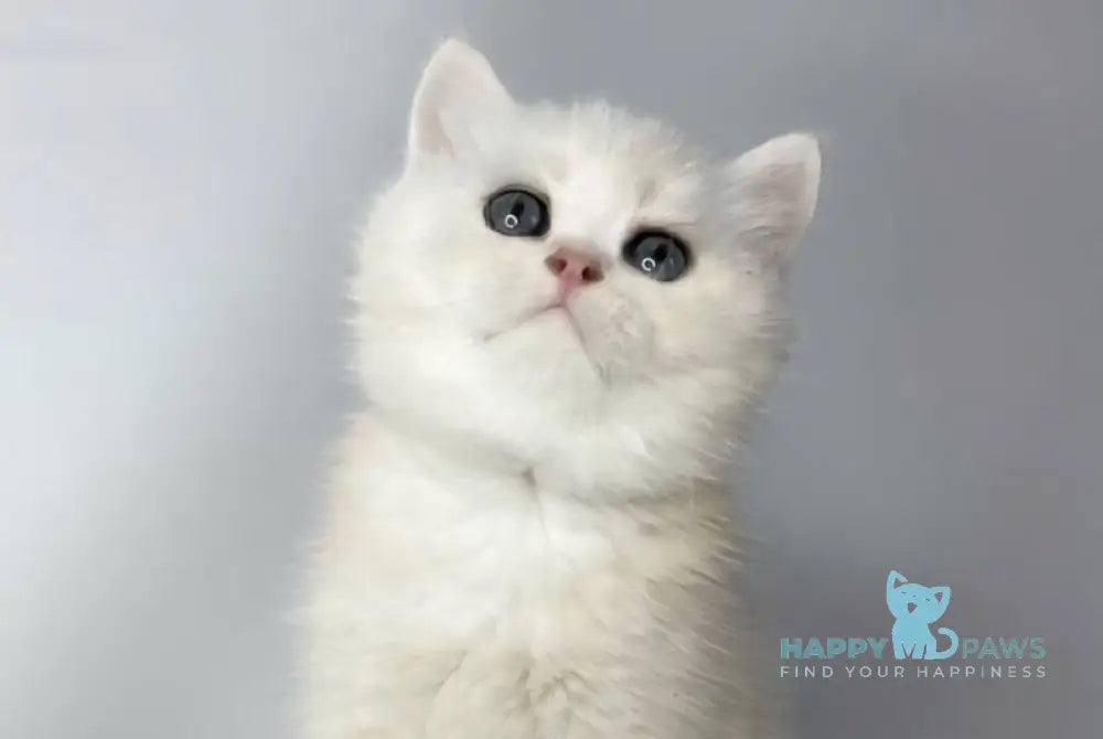 Frim British Shorthair male black silver shaded live animals