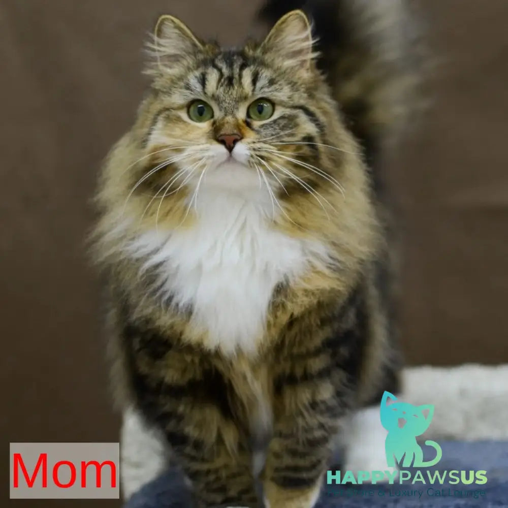 Frisco Siberian male red spotted tabby - live animals