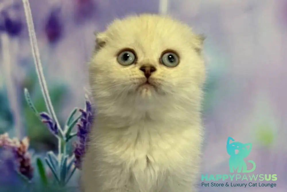 Frosia Scottish Fold female lilac pointed live animals