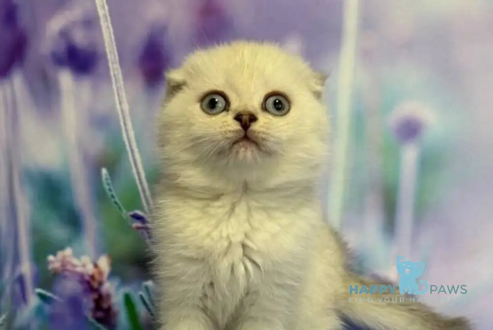 Frosia Scottish Fold female lilac pointed live animals