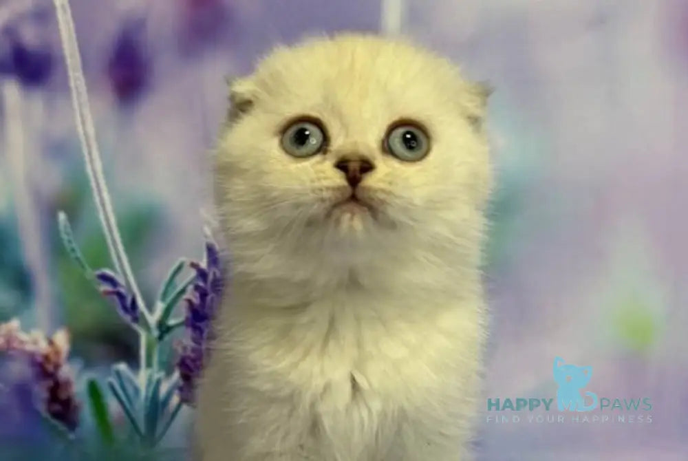 Frosia Scottish Fold female lilac pointed live animals