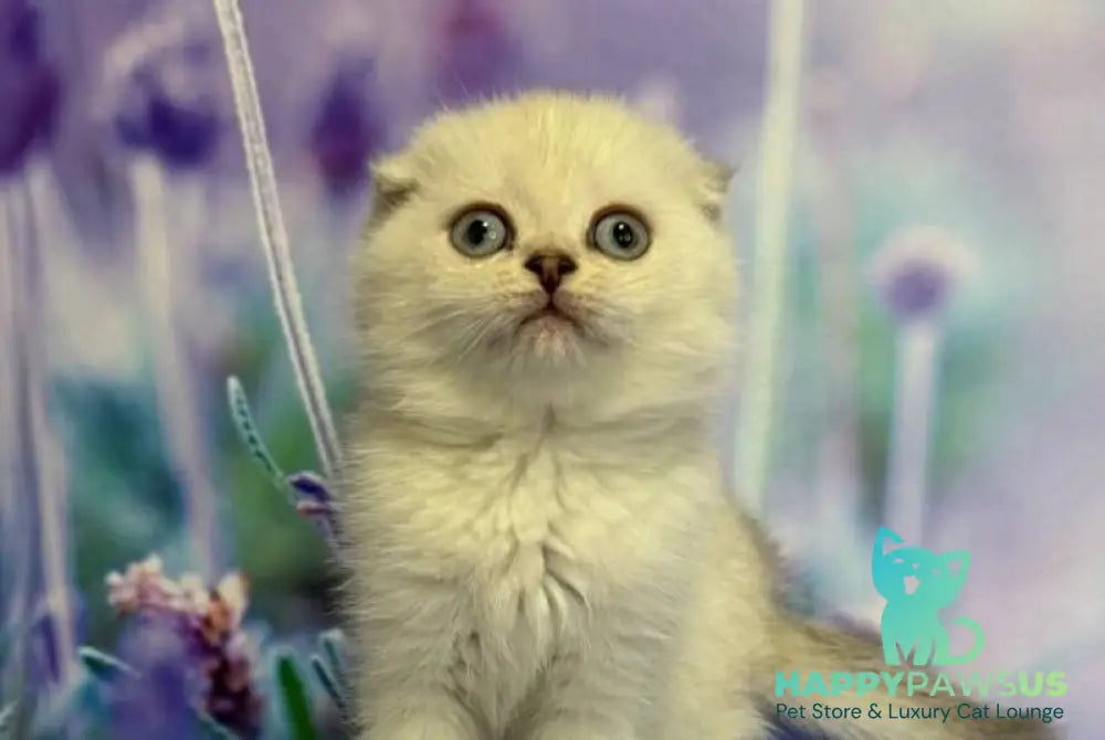 Frosia Scottish Fold female lilac pointed live animals