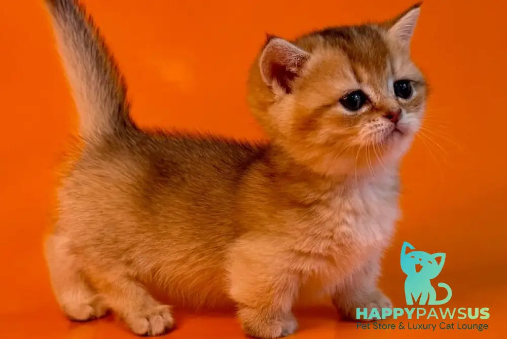 Frosti Munchkin female black golden ticked tabby - live animals