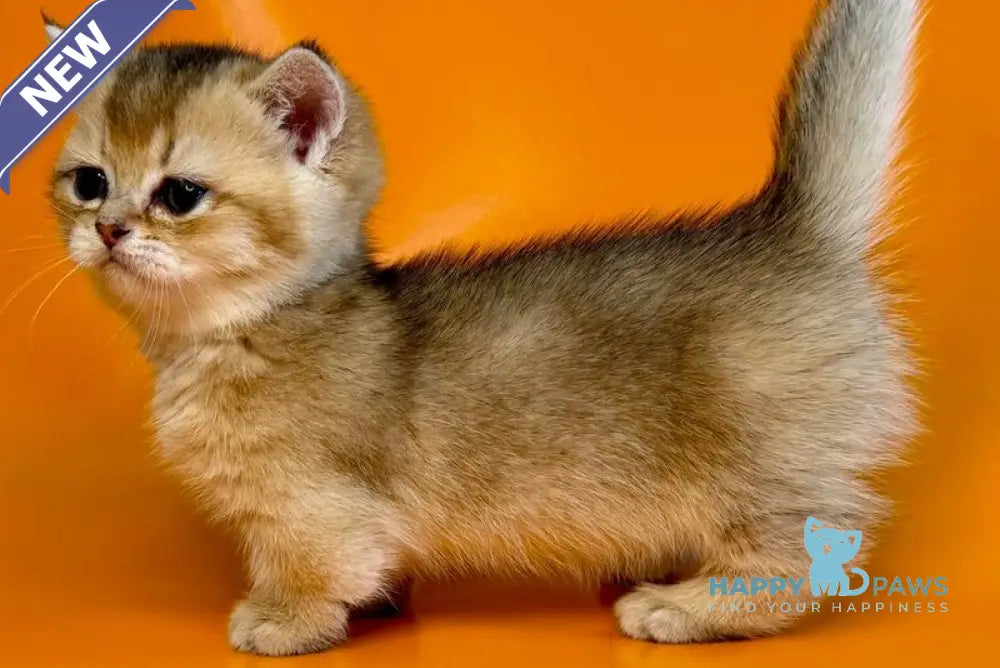 Frosti Munchkin female black golden ticked tabby - live animals