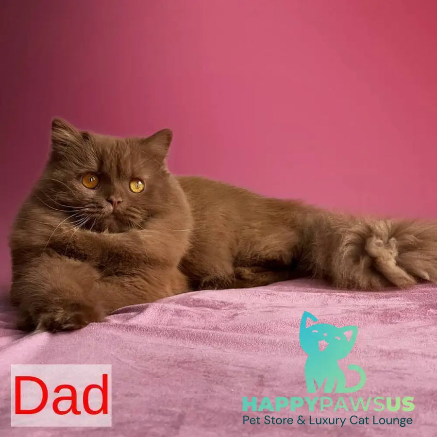 Fudge British Shorthair male cinnamon - live animals