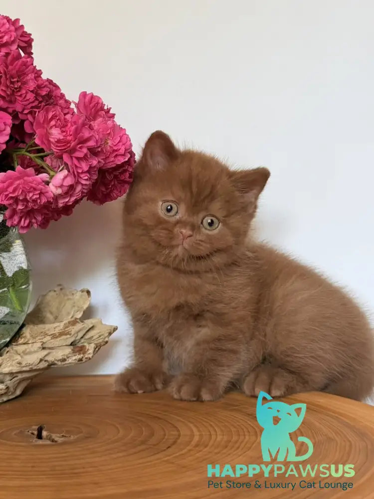 Fudge British Shorthair male cinnamon - live animals