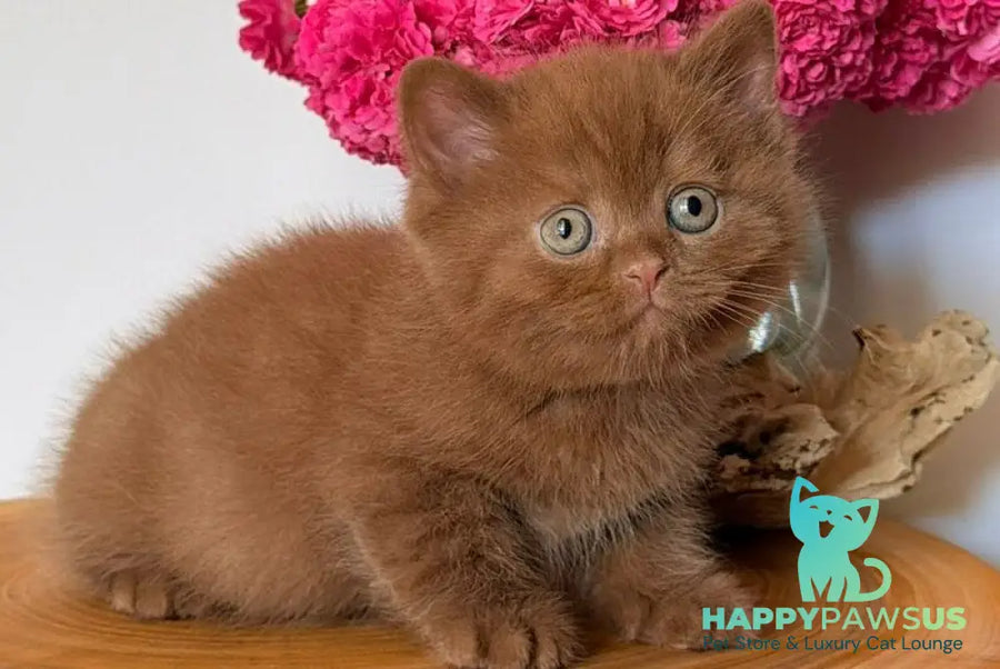 Fudge British Shorthair male cinnamon - live animals